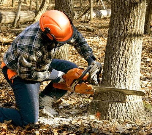 Tree Removal in Pineland, TX